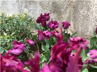 b9373db5-20190403 Tulipani.jpg